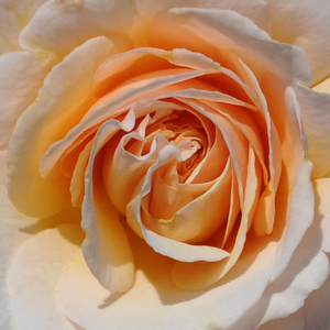 Vrtnice v spletni trgovini - Grandiflora - floribunda vrtnice - rumena - Rosa Pacific - Diskreten vonj vrtnice - PhenoGeno Roses - -